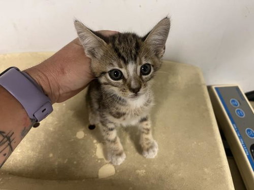 picture of the cat needing adoption