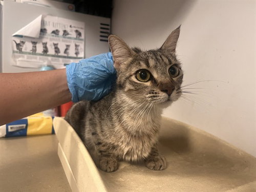 picture of the cat needing adoption