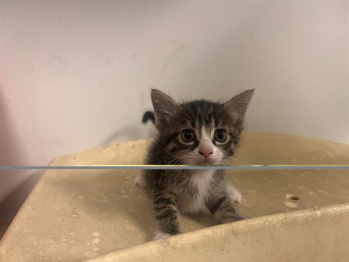 picture of the cat needing adoption