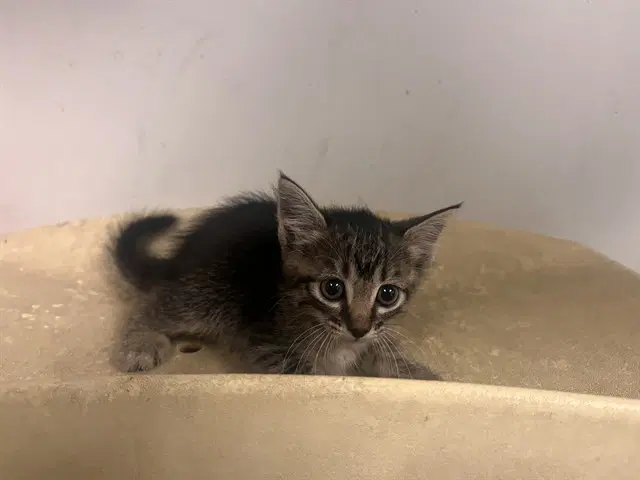 Unknown - Domestic Short Hair