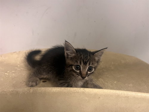 picture of the cat needing adoption