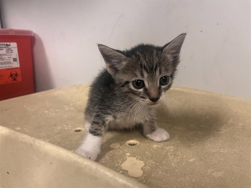 picture of the cat needing adoption