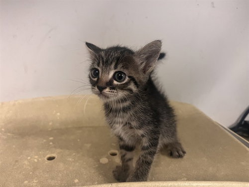 picture of the cat needing adoption