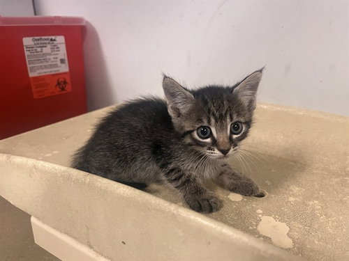 picture of the cat needing adoption