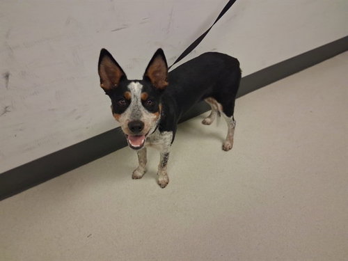 picture of the dog needing adoption