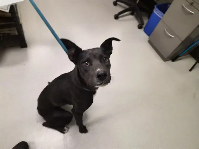 Unknown - Labrador Retriever