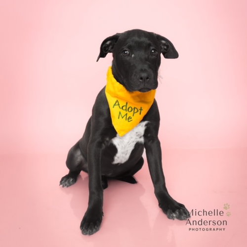 picture of the dog needing adoption
