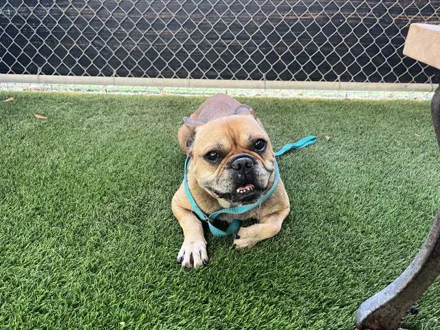 Mugsy image 1
