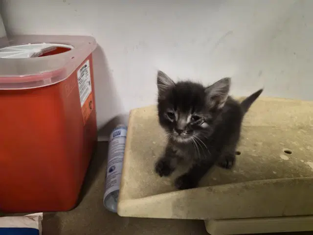 Unknown - Domestic Medium Hair