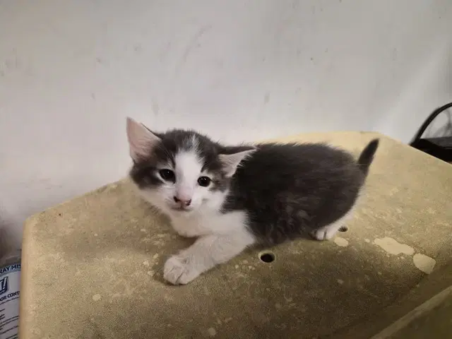 Unknown - Domestic Short Hair