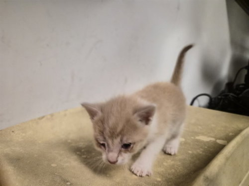 picture of the cat needing adoption