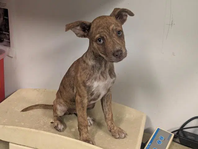 Daisy - Terrier