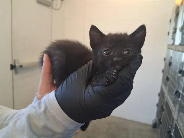 Unknown - Domestic Short Hair
