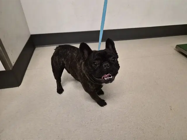 Unknown - French Bulldog