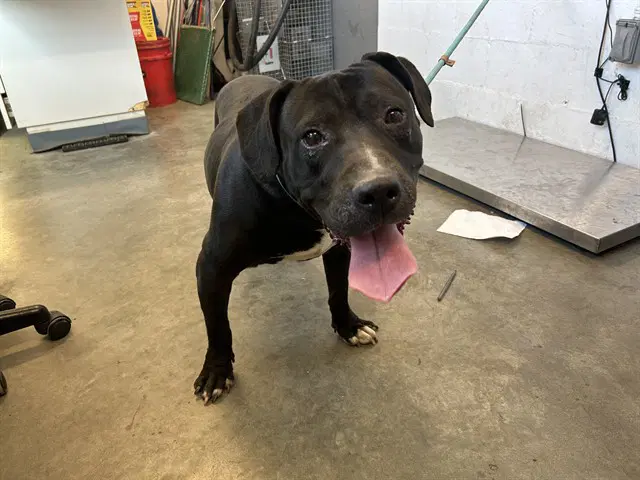 Unknown - Pit Bull Terrier