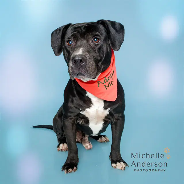 Roscoe - Pit Bull Terrier