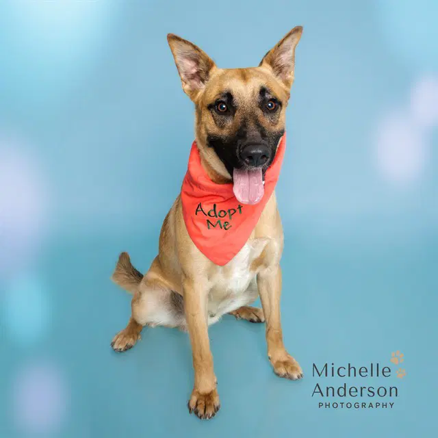 Luke - Belgian Shepherd Malinois