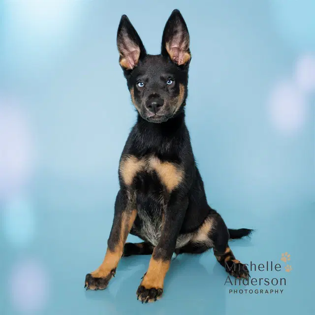 Nova - German Shepherd Dog