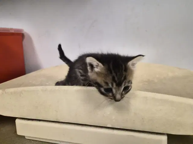 Unknown - Domestic Short Hair