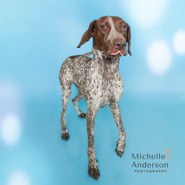 Chocolate - German Shorthaired Pointer
