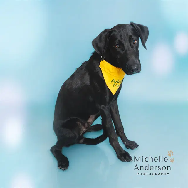 Binx - Labrador Retriever
