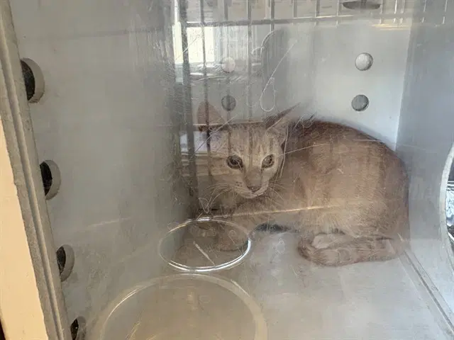 Unknown - Domestic Short Hair