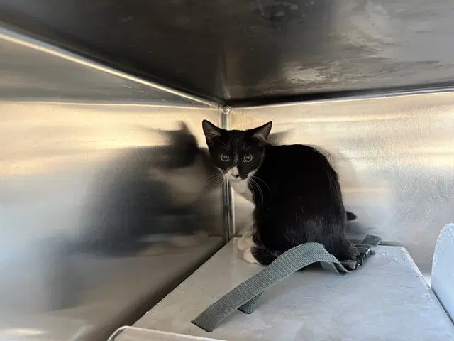 Unknown - Domestic Short Hair