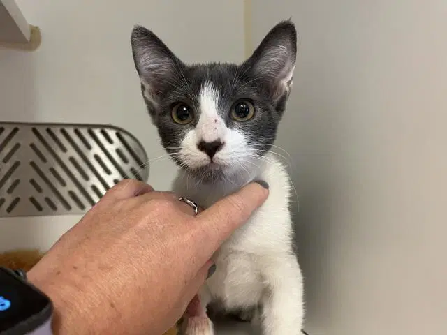 Unknown - Domestic Short Hair