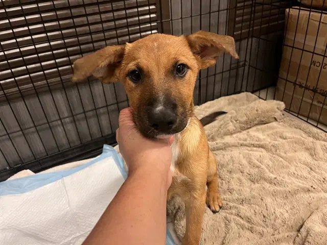 Unknown - German Shepherd Dog