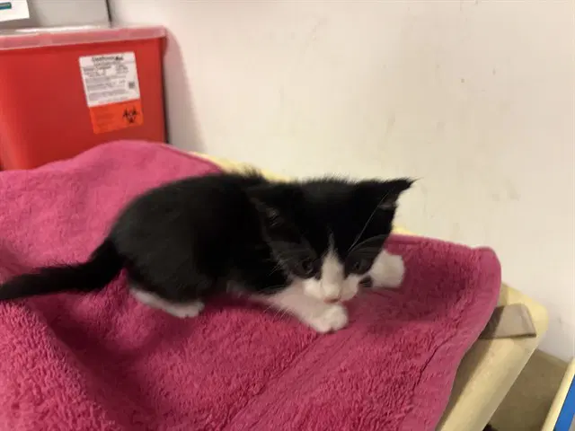 Unknown - Domestic Short Hair