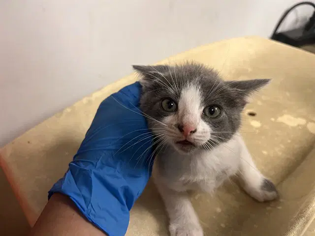Unknown - Domestic Short Hair