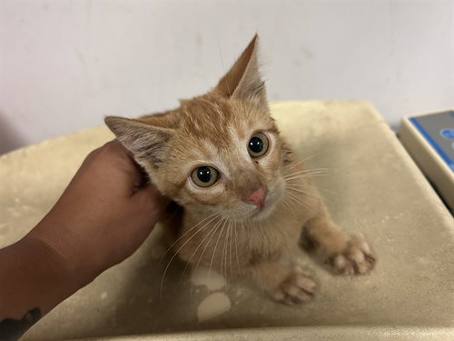 A165361, a cat for adoption from Corona Animal Services