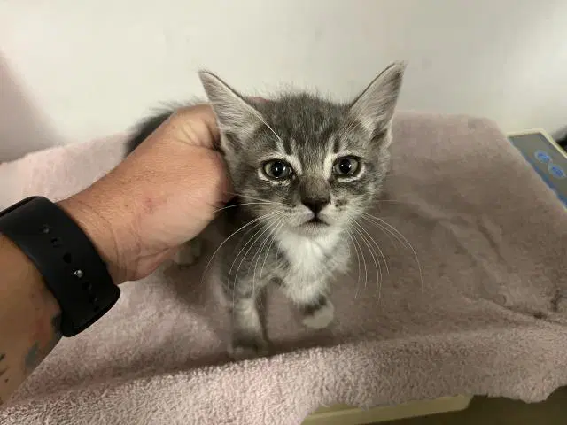 Unknown - Domestic Short Hair