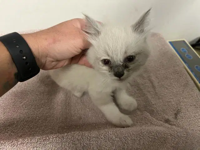 Unknown - Domestic Long Hair