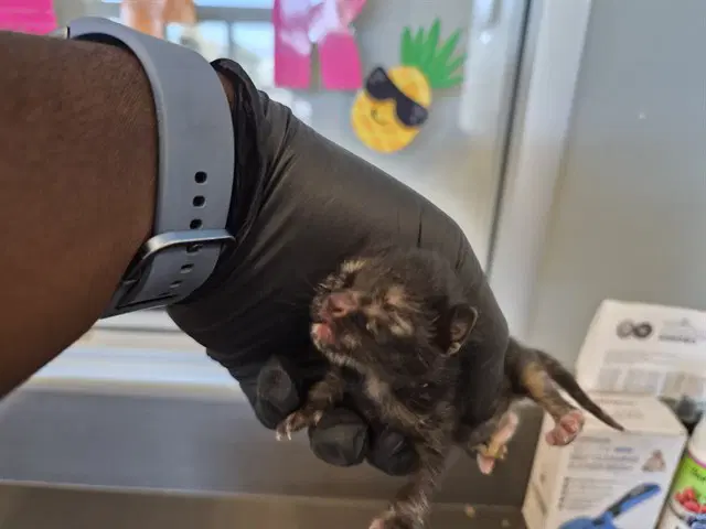 Unknown - Domestic Short Hair