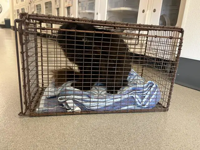 Midnight - Domestic Medium Hair