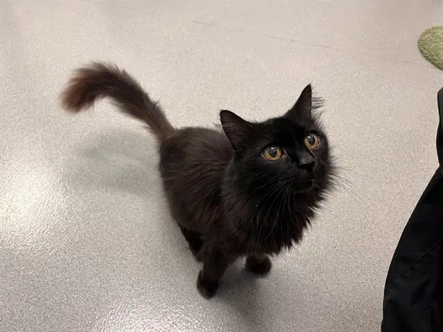 Midnight - Domestic Medium Hair