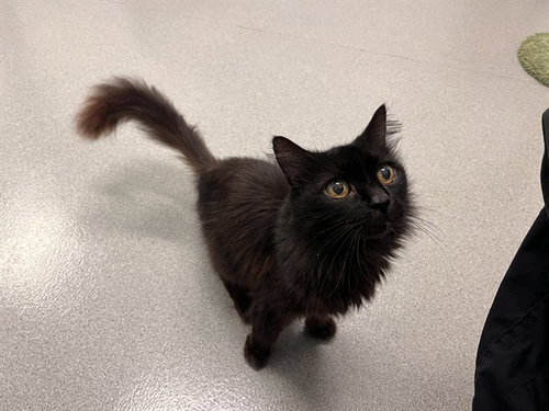 picture of the cat needing adoption