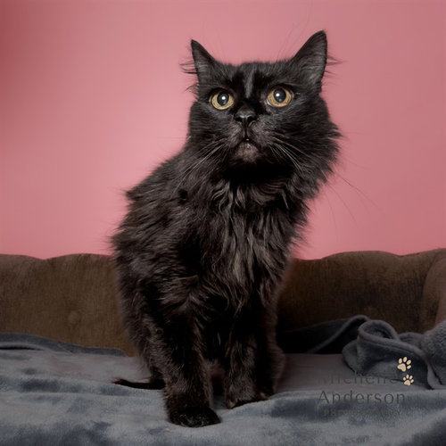 MIDNIGHT, a cat for adoption from Corona Animal Services