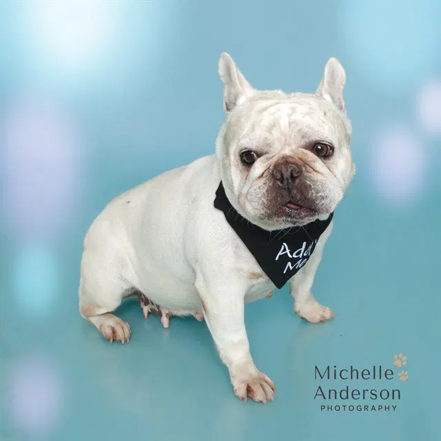 Aria - French Bulldog