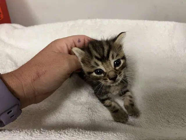 Unknown - Domestic Short Hair