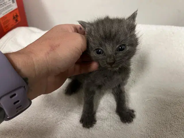 Unknown - Domestic Short Hair