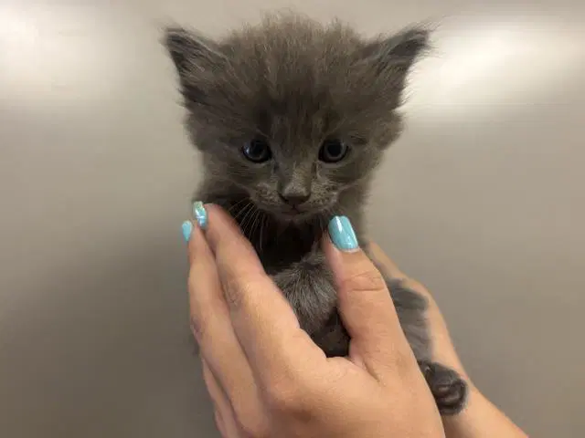 Unknown - Domestic Long Hair
