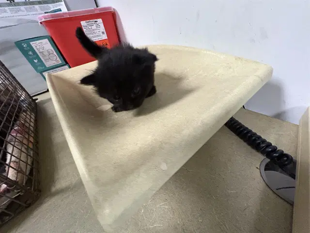 Unknown - Domestic Short Hair
