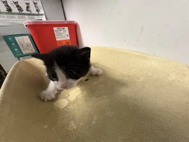 Unknown - Domestic Short Hair