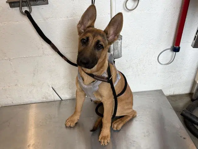 Trixie - German Shepherd Dog