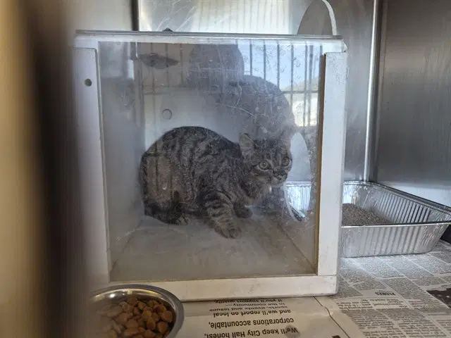 Unknown - Domestic Short Hair