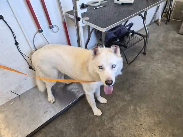 Unknown - Siberian Husky