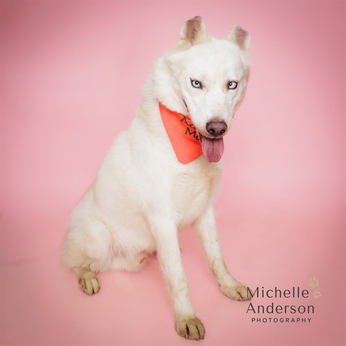 GRINCHY, a dog for adoption from Corona Animal Services