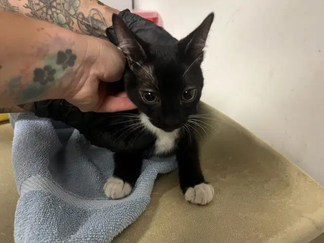 Unknown - Domestic Short Hair